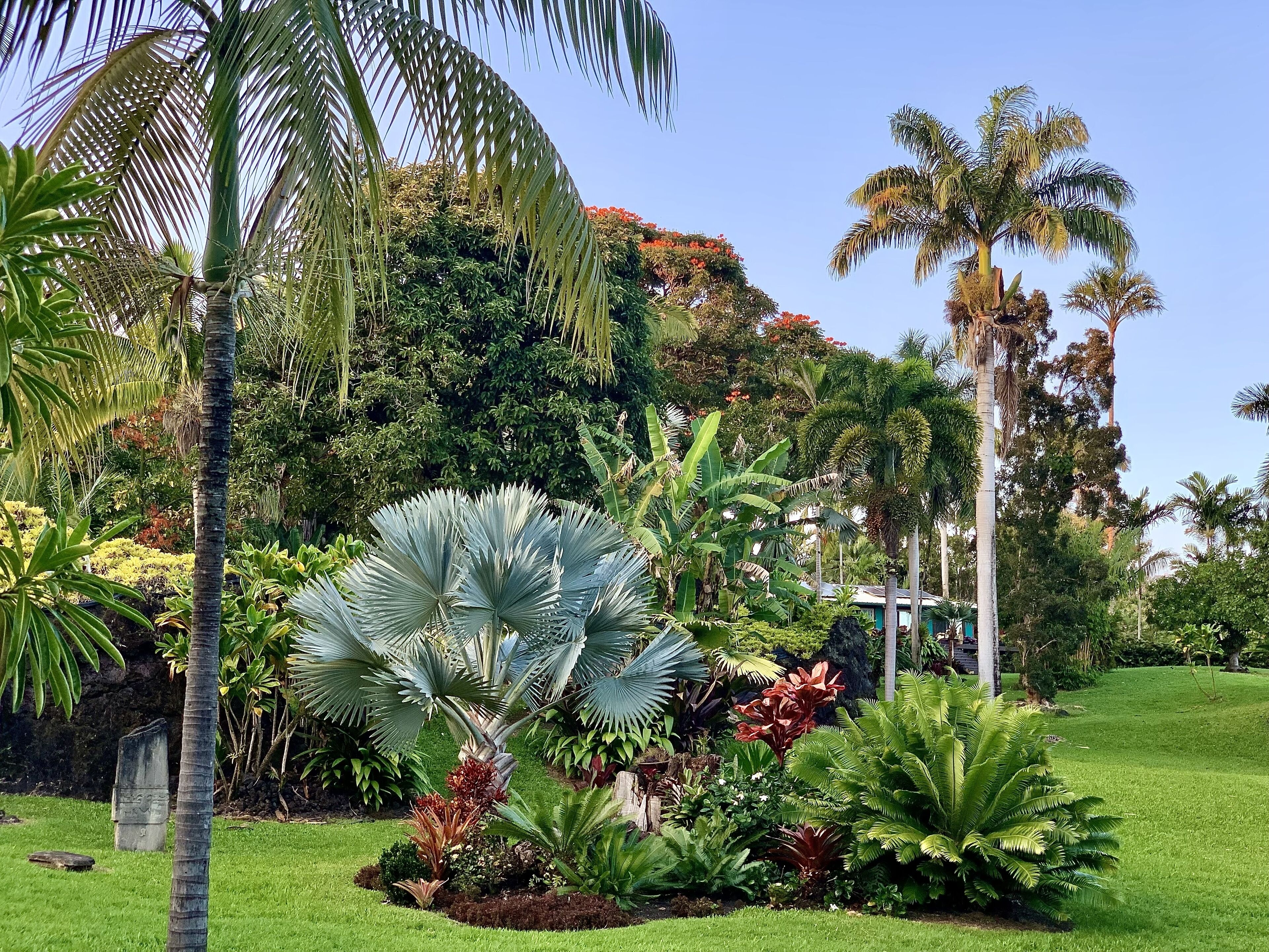 Un jardin luxuriant, agrémenté de palmiers, de fougères et de nombreuses plantes tropicales.