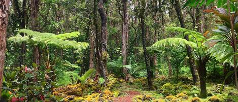 A dense forest with a variety of trees and ferns.