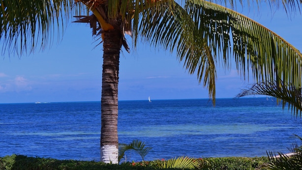 A palm tree with coconuts, a clear blue sky, and the ocean. - Luxurious & Comfortable Residence!!! - Hotel Zone - Condo on The Beach (Cancún)