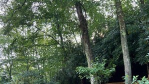 A private garden with a wooden fence, a stone waterfall, and lush greenery. - Art Studio: Historical Carriage House in the Poconos (Jim Thorpe)