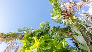 Un exuberante jardín tropical con diversas especies de follaje, entre ellas, árboles de plátano y hojas de palmera, bajo un cielo azul despejado.