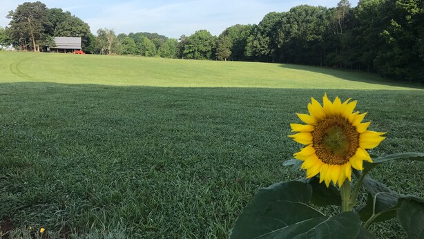 Ein grasbewachsenes Feld mit einer einzelnen Sonnenblume im Vordergrund und einem roten Gebäude im Hintergrund.