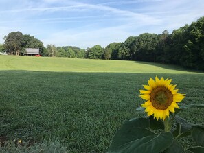 Un campo cubierto de hierba con un girasol en primer plano y un edificio rojo al fondo.