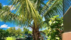 A palm tree by a calm water body, a wooden dock, and a building with a reflective glass facade. - IMPERIAL PARADISE Naples, SFH, HEATED/CAGE pool, Near Beaches, discounts avail (Bonita Springs)