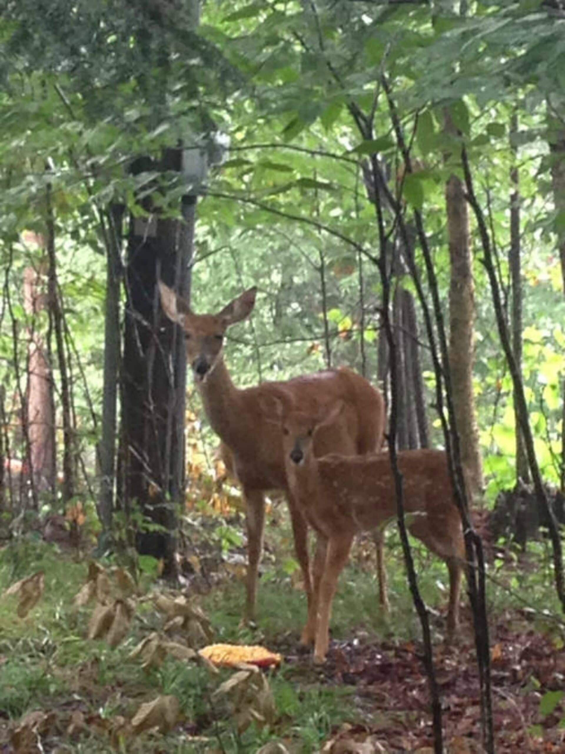 A forest scene with two deer standing among trees and fallen leaves.
