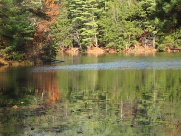 A calm lake surrounded by dense green trees.