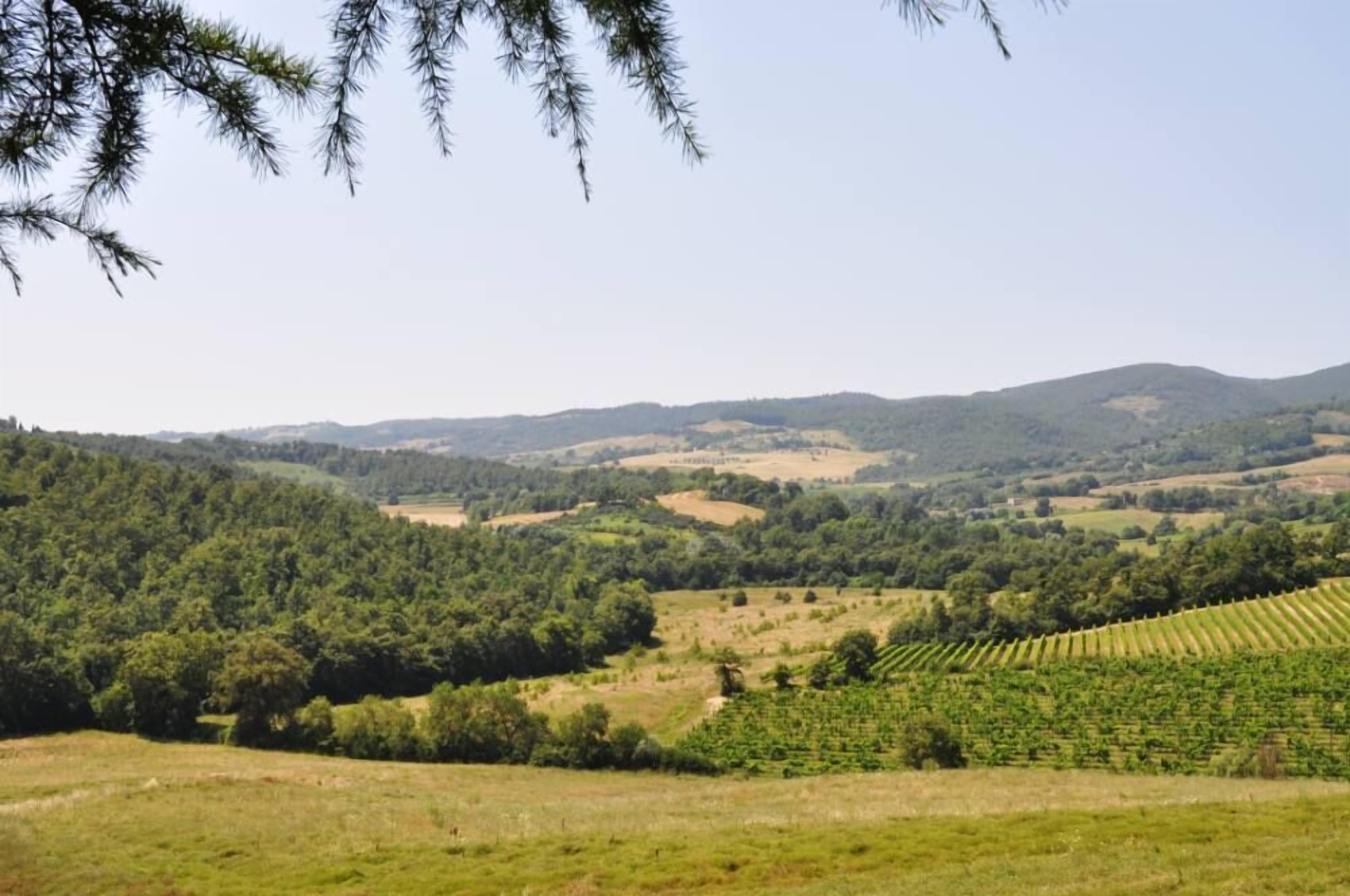 A vineyard landscape with rolling hills and dense forests.