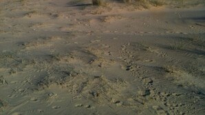 A sandy beach with dunes and a clear blue sky. - Brick and flint pet friendly cottage a short walk to sandy beach and pub (Holme next-the-sea)