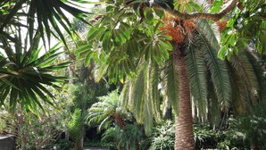 Un jardín con palmeras, diversas plantas y un sendero de piedra.