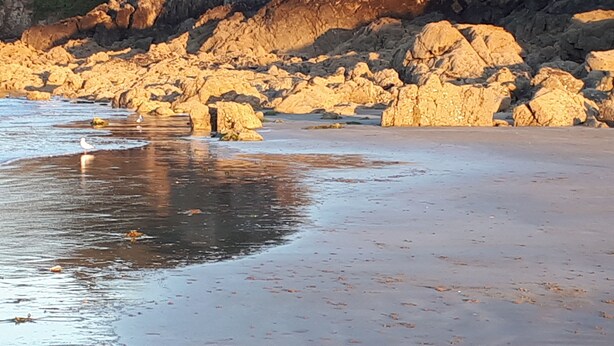 Ein felsiger Strand mit einer Möwe im Sand.