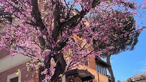 Un arbre aux fleurs roses devant un bâtiment doté d’une grille en fer forgé.