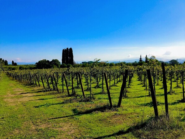 A vineyard with rows of grapevines under a clear blue sky.