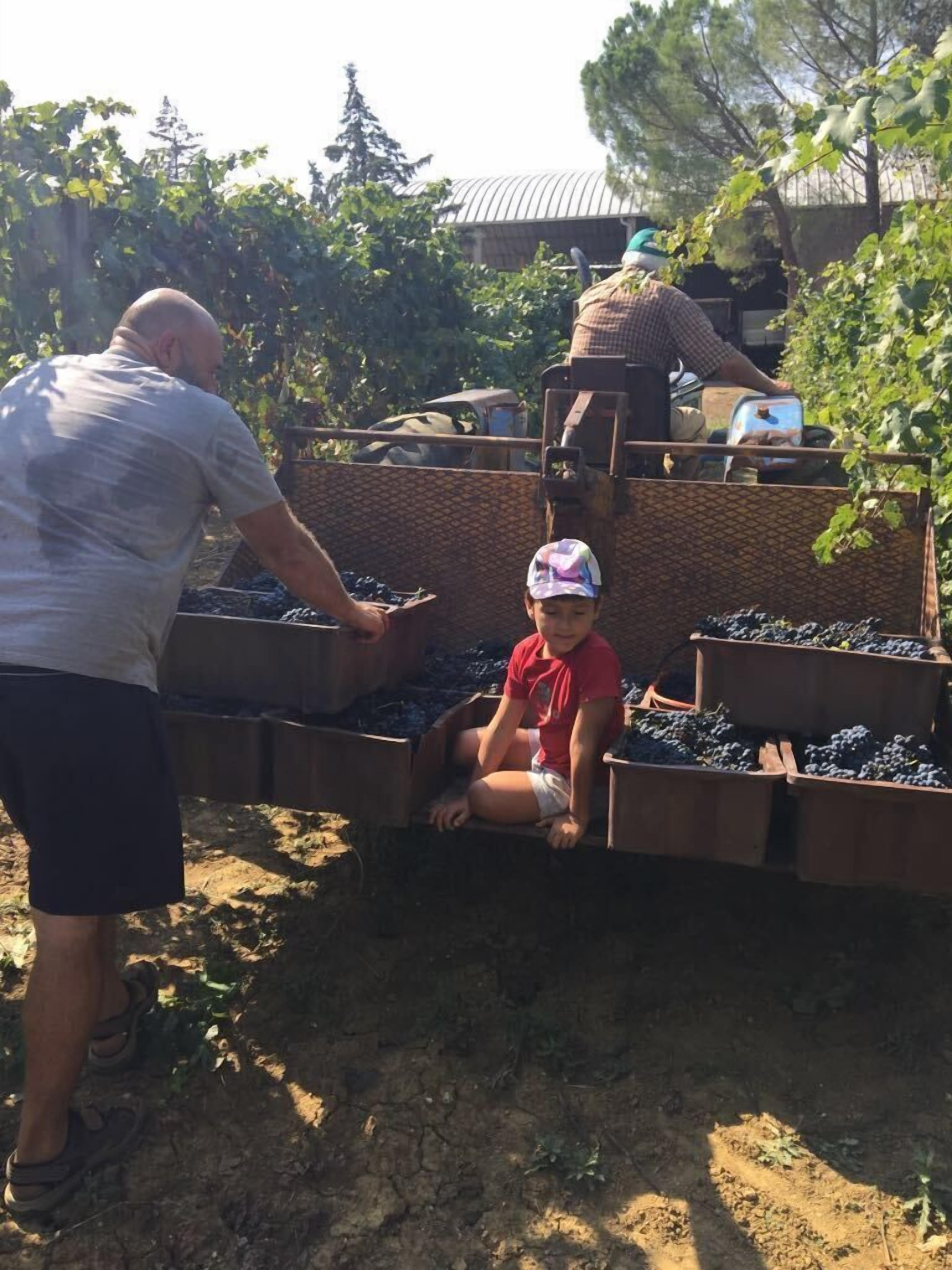 A person in a gray shirt and shorts working with a child in a red shirt and cap near grape bins.