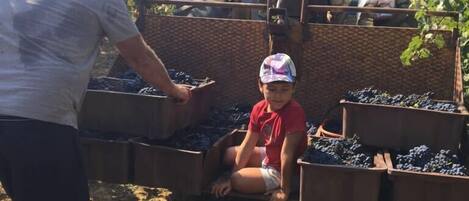 A person in a gray shirt and shorts working with a child in a red shirt and cap near grape bins.