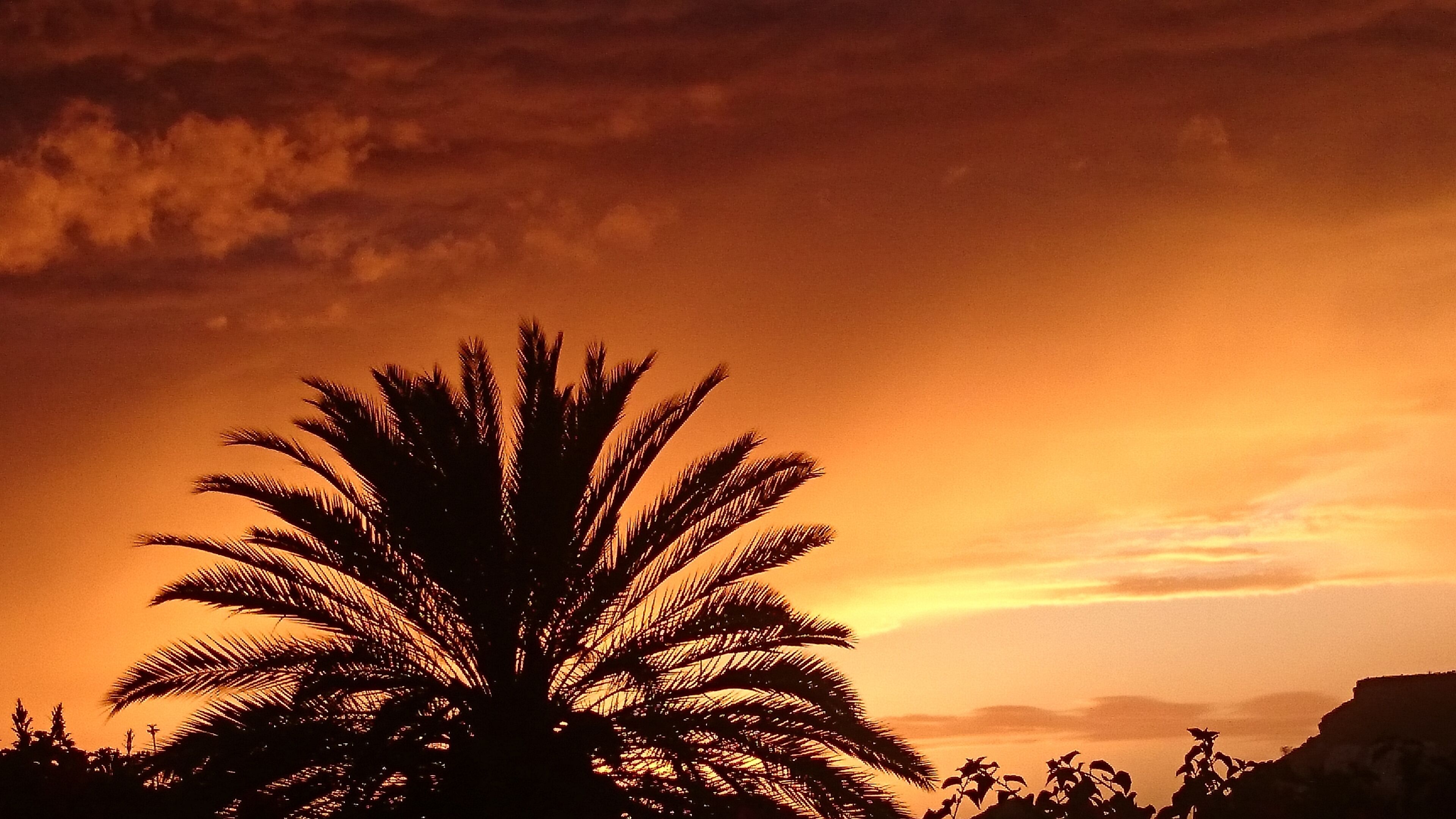 Silueta de una palmera contra un cielo al atardecer.