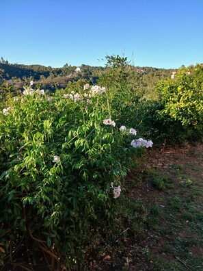A garden with flowering plants and a view of a hilly landscape in the background.