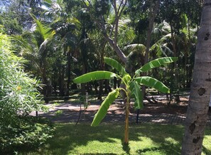 Un jardin luxuriant, où l’on trouve une grande variété de plantes tropicales, ainsi qu’un chemin pavé.