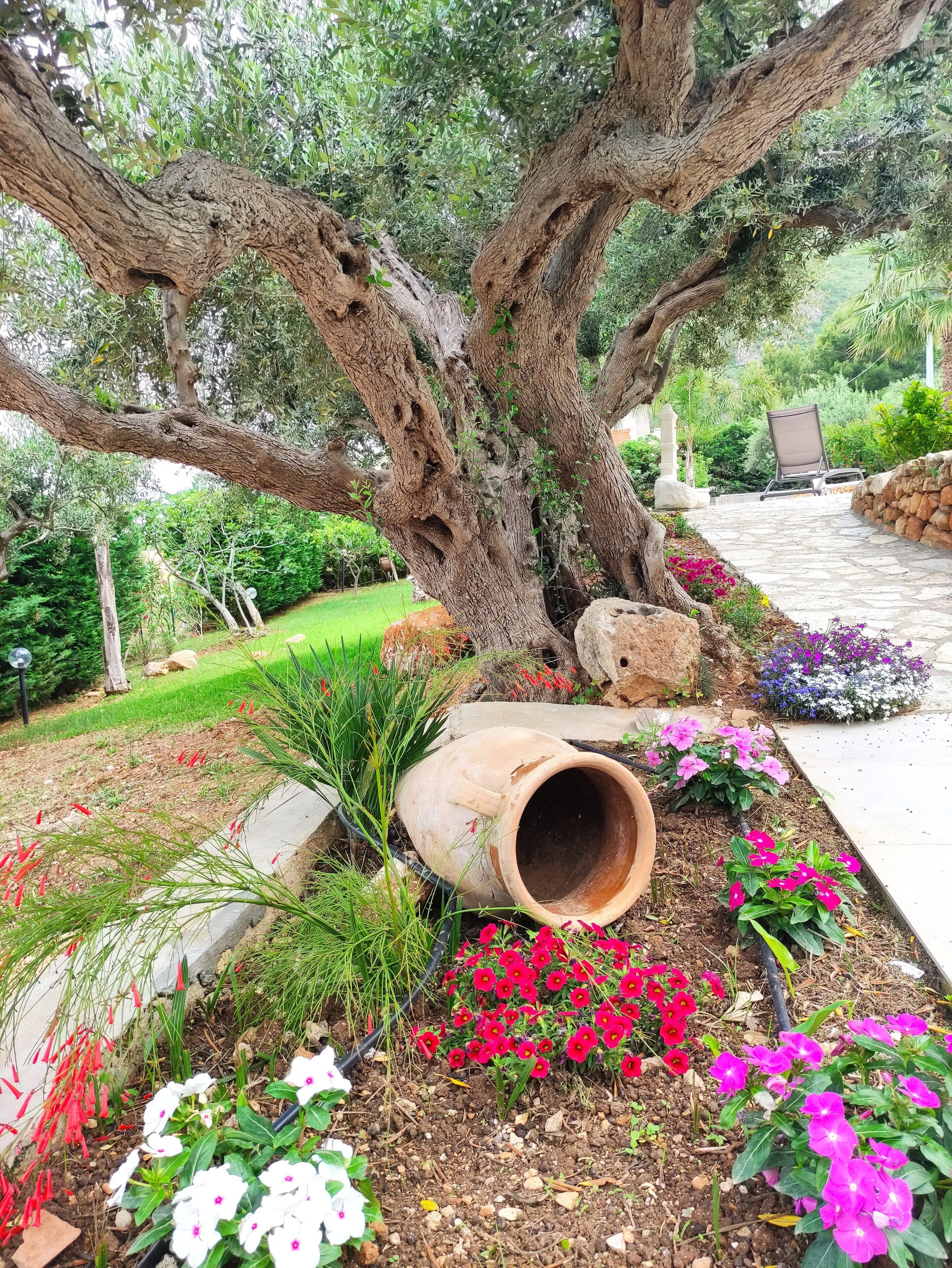 A garden with a large tree, a stone pathway, and various flowering plants.