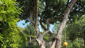 Un mur de pierre orné de verdure, un arbre et un objet sphérique jaune.