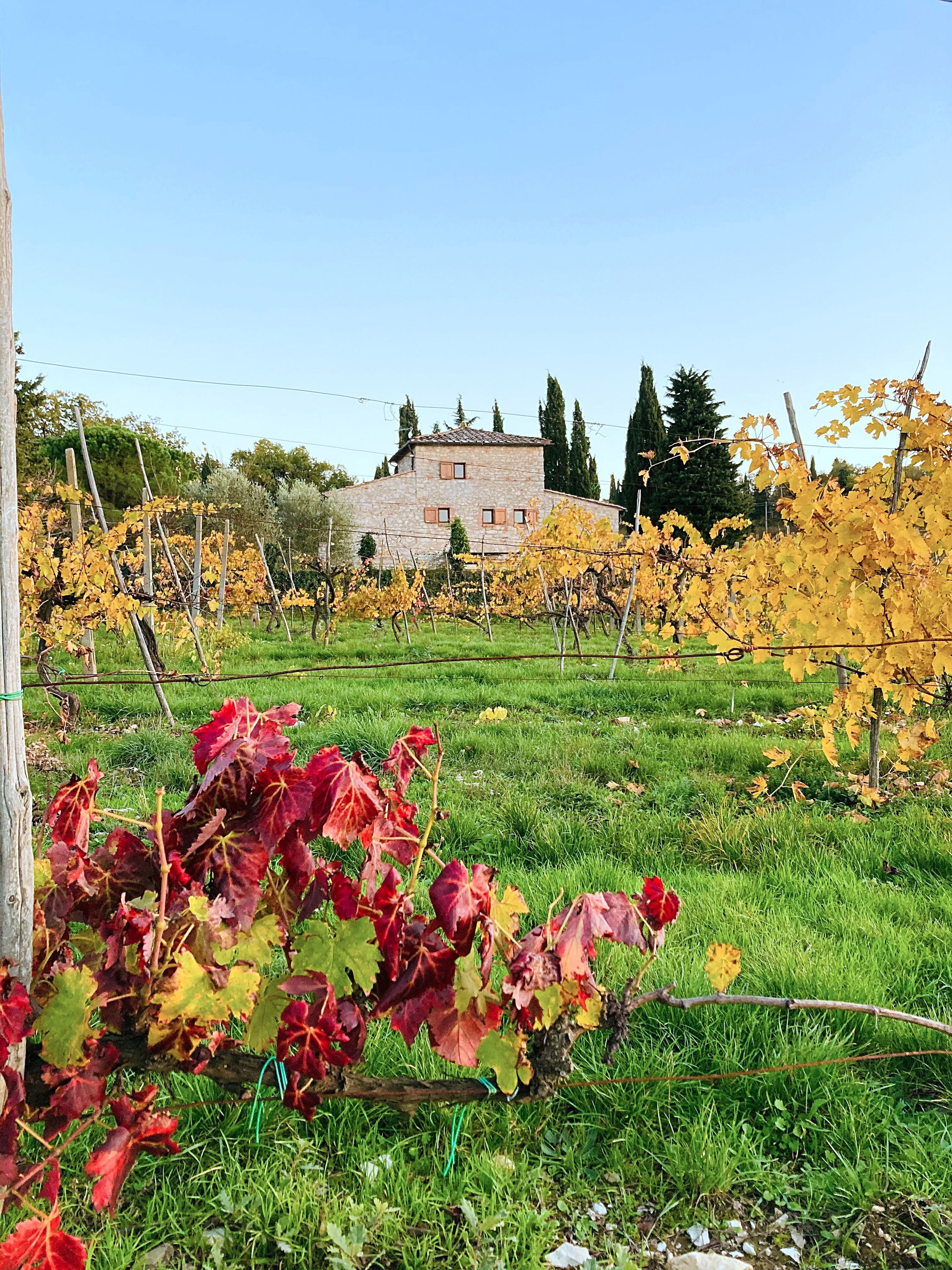 Un vignoble avec des rangs de vignes et, au fond, un bâtiment en pierre.