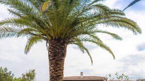 A large palm tree in a well-maintained garden with a pool and a house in the background.