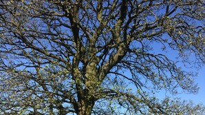 A large tree with a wooden fence in the foreground.