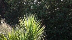 A garden with a palm tree, flowering shrubs, and a blue tarp. - Tranquil Retreat, Two Bedrooms, Two Bathrooms (one en-suite, one shower room) (Hastings)