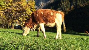 Une vache broute dans un champ verdoyant, avec une chaîne de montagnes en arrière-plan.