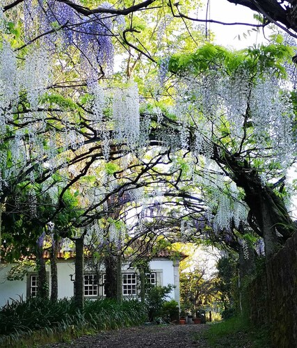 Countryside Manor House Villa, seaside, self catering, amazing gardens 