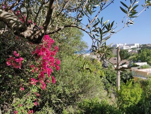 Property grounds - An Authentic Mediterranean Villa 300mt from the beach (Lido di Noto)