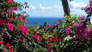 Vista de un paisaje costero con una palmera y flores rosadas vibrantes.