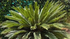 Un'imponente palma con una fitta chioma di foglie verdi in un giardino.