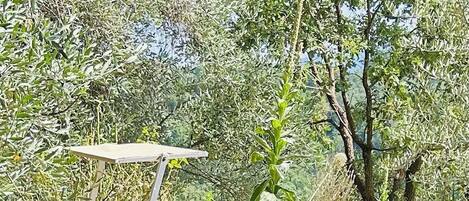 Uma espreguiçadeira com estrutura metálica e assento de madeira, colocada num pátio de pedra rodeado por vegetação exuberante e árvores.