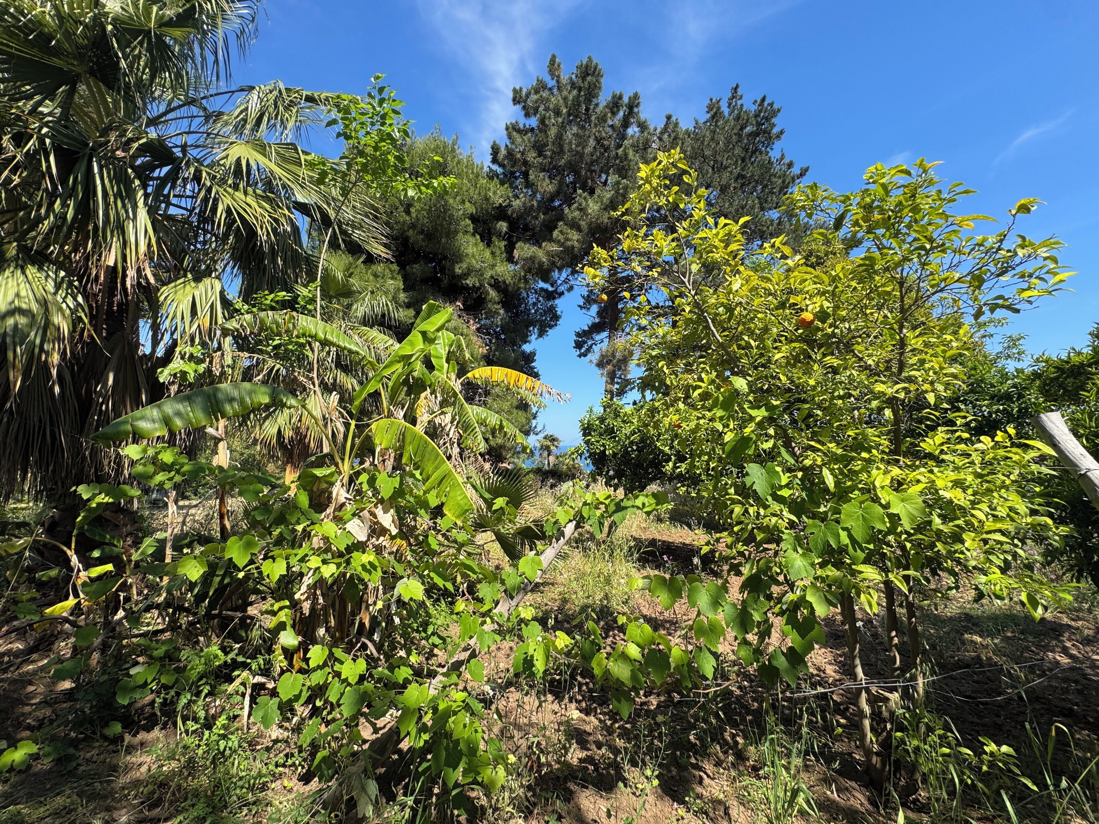A garden with various plants and trees, including palm trees and a fence.