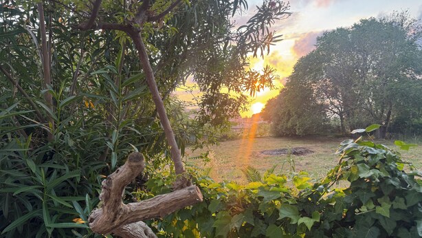 A garden with a tree, dense foliage, and a sunset in the background. - Sea house, garden with a view (Tropea)