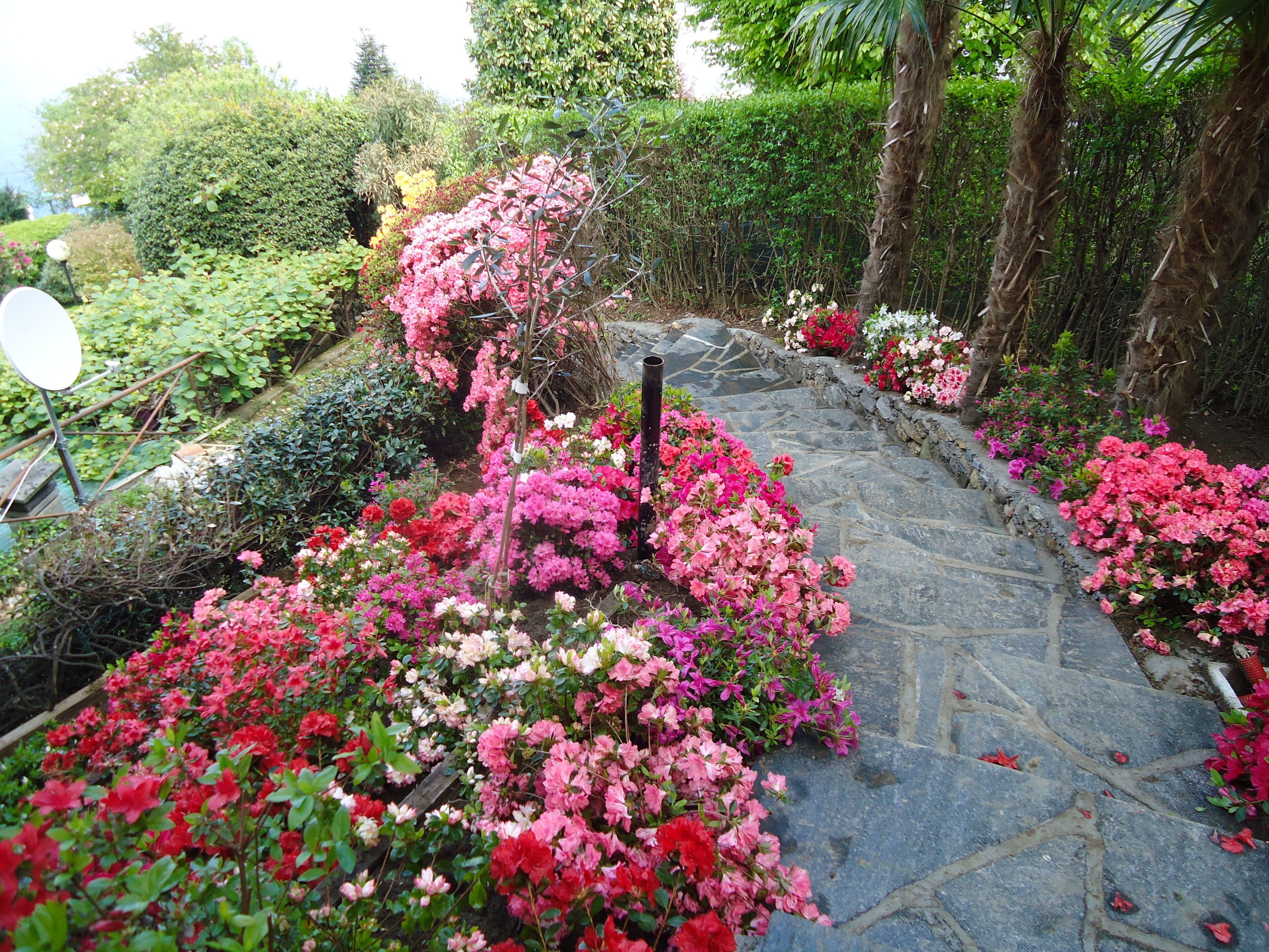 A garden with a stone pathway surrounded by vibrant pink and red flowers.