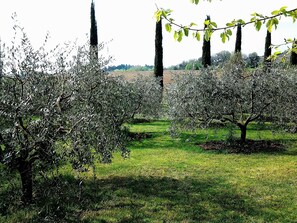 Ein Obstgarten mit Baumreihen, grüner Wiese und blauem Himmel.