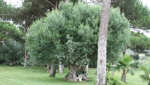Un jardin bien entretenu, agrémenté d’arbres adultes et d’une pelouse parfaitement taillée.
