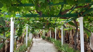 A pathway flanked by green grapevines and white columns, leading through a garden area.