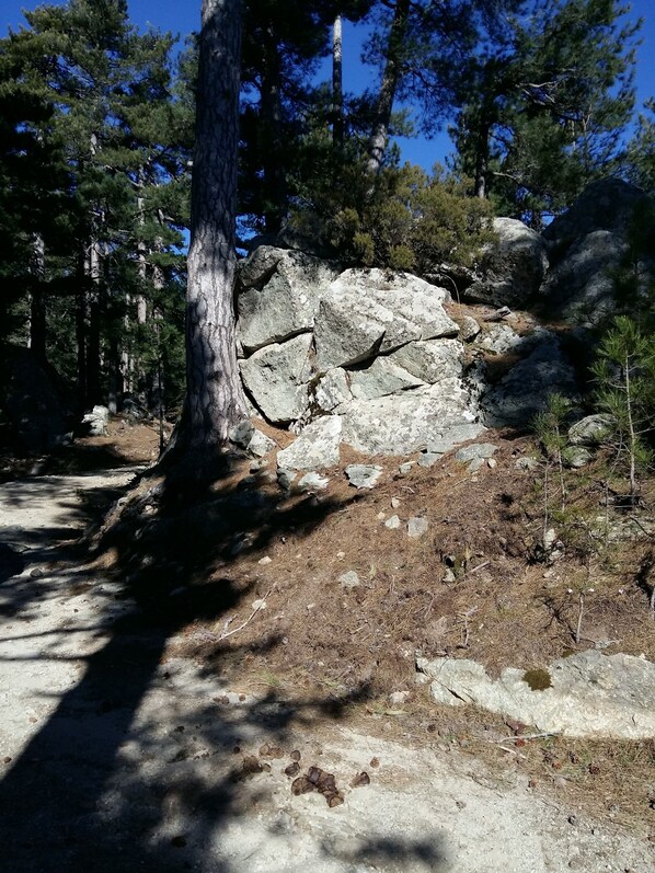Terreno rocoso con un sendero de tierra, rodeado de altos pinos.