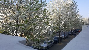 A street lined with cherry blossom trees and parked cars.