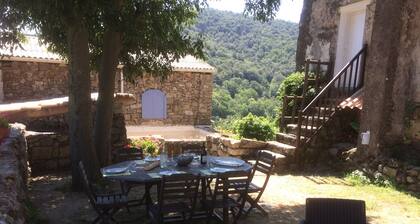 Cévenol cottage in the countryside close to Anduze, and the bamboo plantation