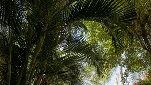 A pathway lined with palm trees and a brick wall. - CURACAO OCEAN FRONT APARTMENT WITH PRIVATE DOCK AND A FANTASTIC VIEW (Willemstad)
