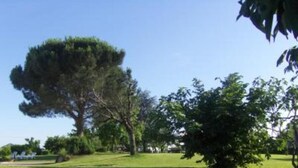 A grassy area with a dog, trees, and a clear sky. - By: An hour from VENICE, in the park of the Colli Euganei - Tourist Locations (Vò)