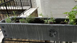 A rectangular planter with multiple herb plants, placed on a balcony with a white brick wall and a black railing in the background.
