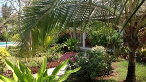 Ein üppiger Garten mit Palmen, verschiedenen blühenden Pflanzen und einem Pool im Hintergrund.