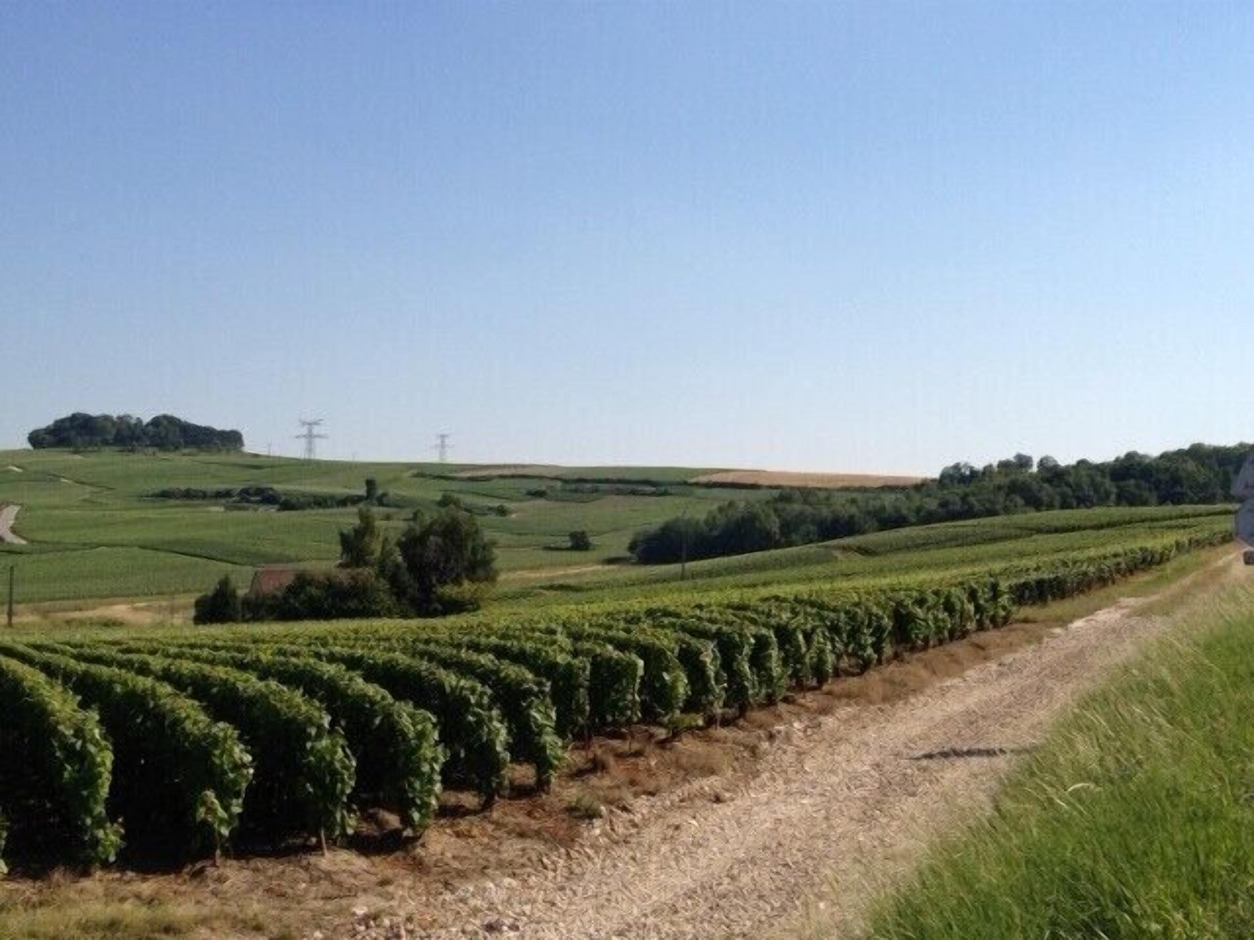 A vineyard with rows of grapevines and a dirt path.