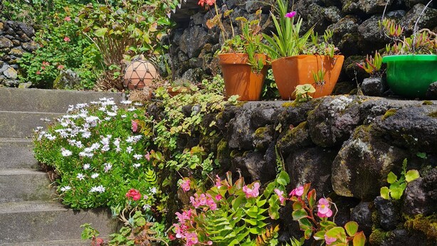 Una scala in pietra con vasi di piante e fiori.