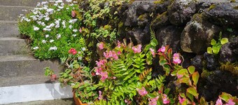 Your dream holidays in Pico Island, Azores - 5 minutes from water and mountain