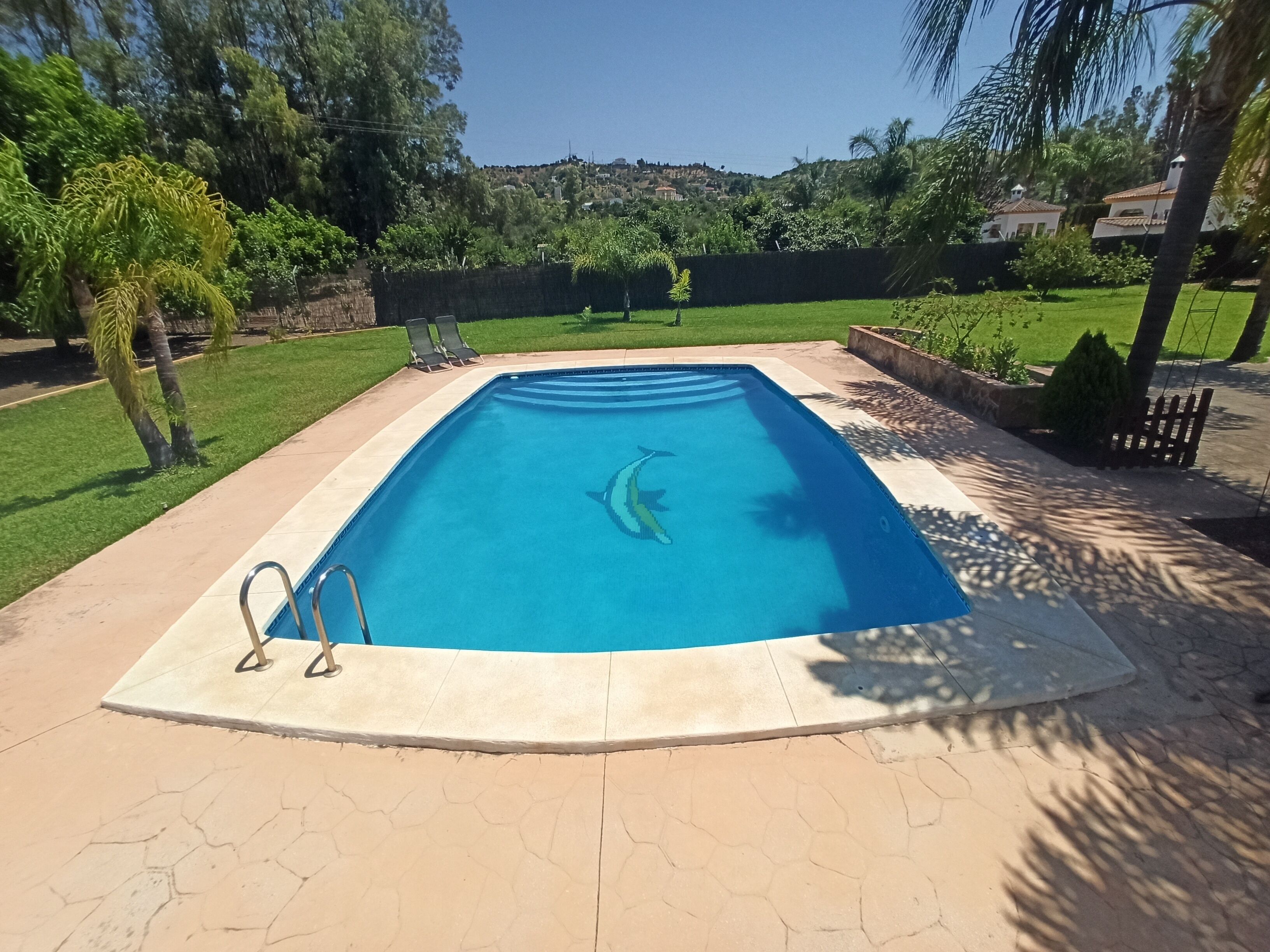 A rectangular swimming pool with a dolphin decal, surrounded by a paved deck and a grassy area with palm trees.